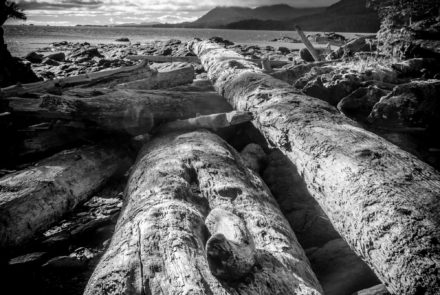 Driftwood Logs