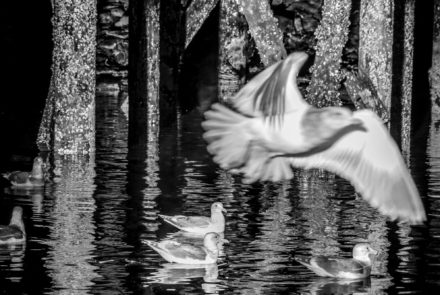 Sea Gull Take Flight