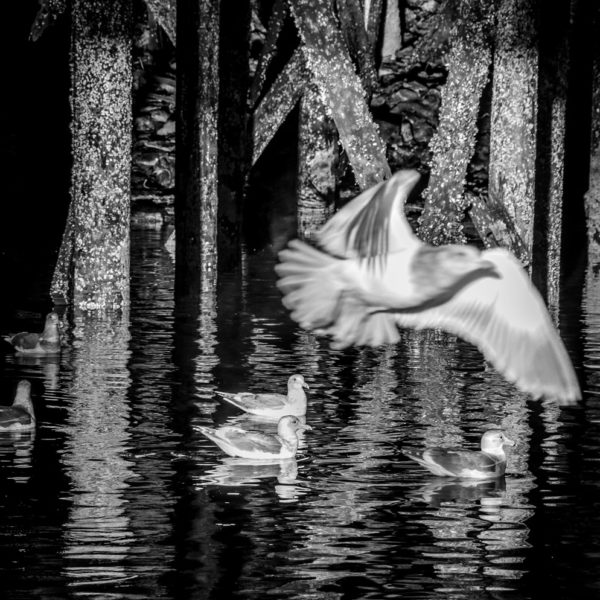 Sea Gull takes Flight