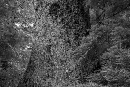 Old Growth Sitka Spruce