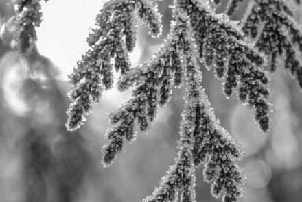 Frosted Cedar Bow