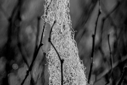 Old Man’s Beard