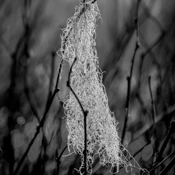 Old Man’s Beard