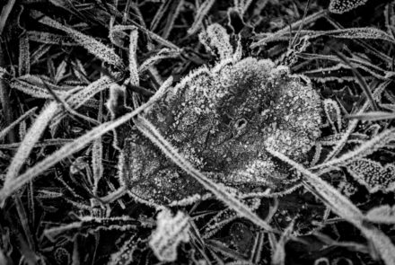 Frost on Leaf